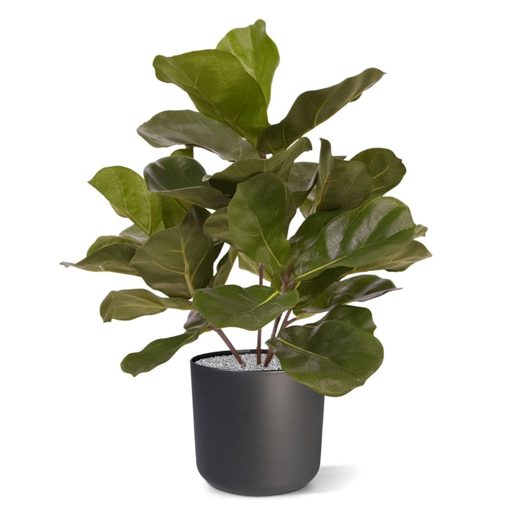 Royal Lyrata kunstplant 45cm