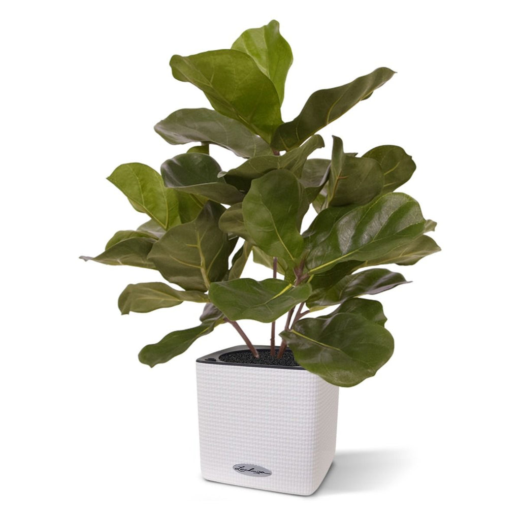 Royal Lyrata kunstplant 45cm