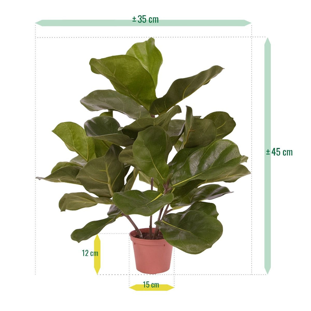 Royal Lyrata kunstplant 45cm