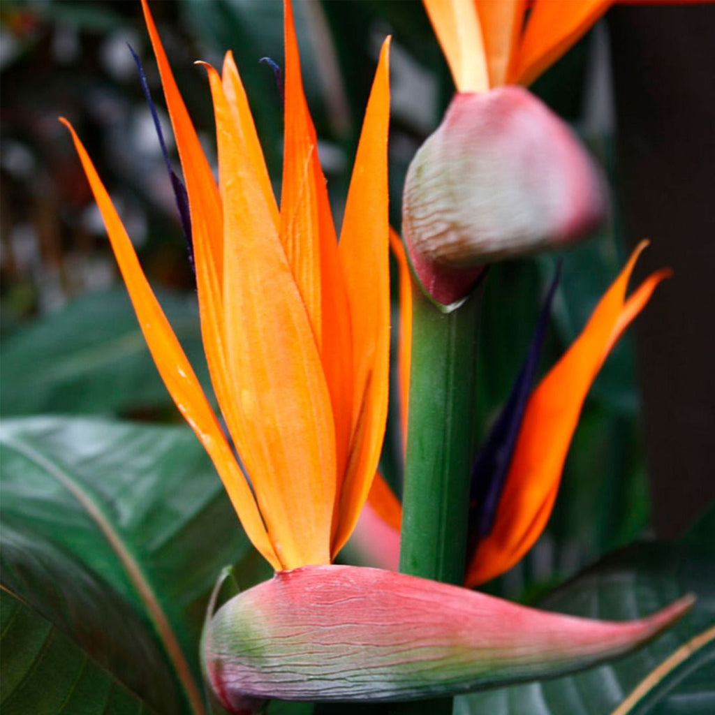 Strelitzia kunstplant deluxe 115cm