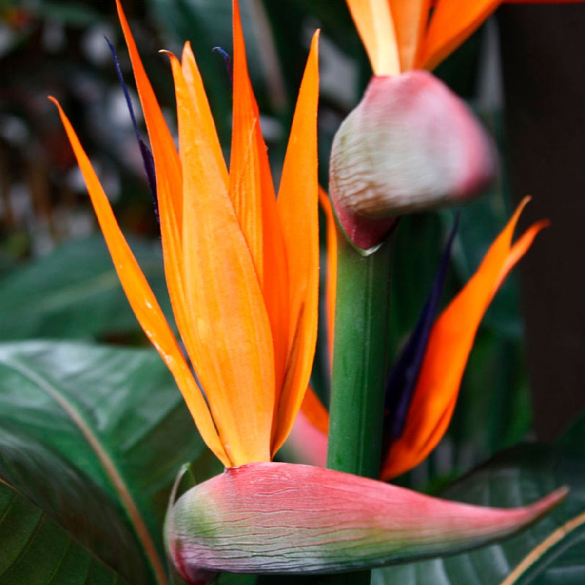 Strelitzia kunstplant deluxe 115cm