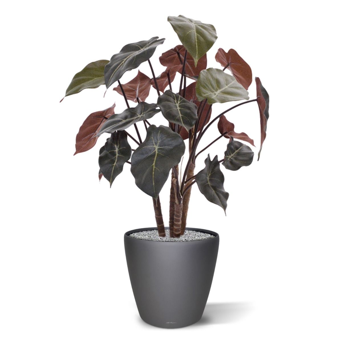 Syngonium kunstplant op hout 60cm