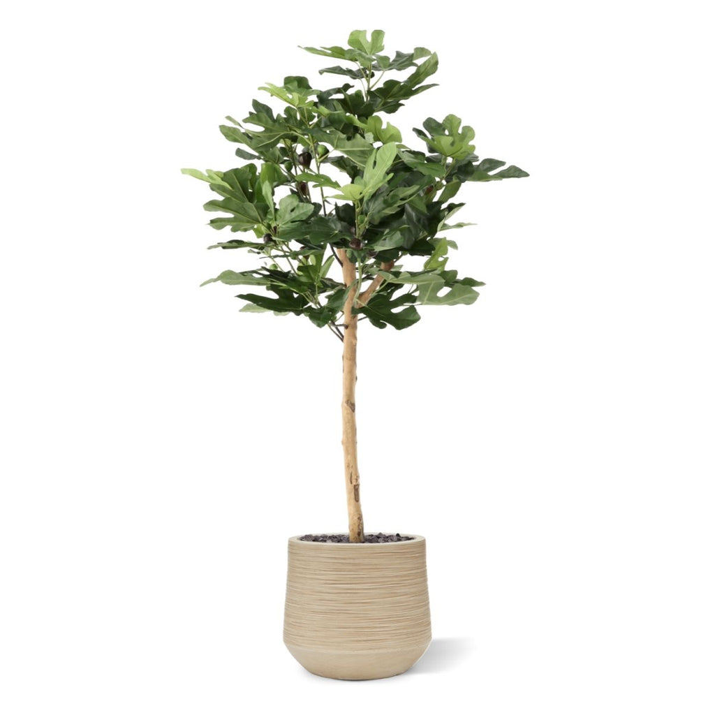 Vijgen Kunstplant op stam 110cm