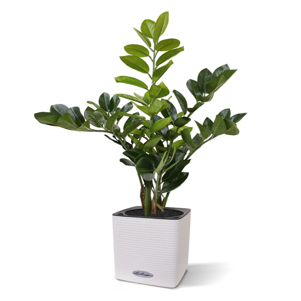 Zamioculcas kunstplant 55cm