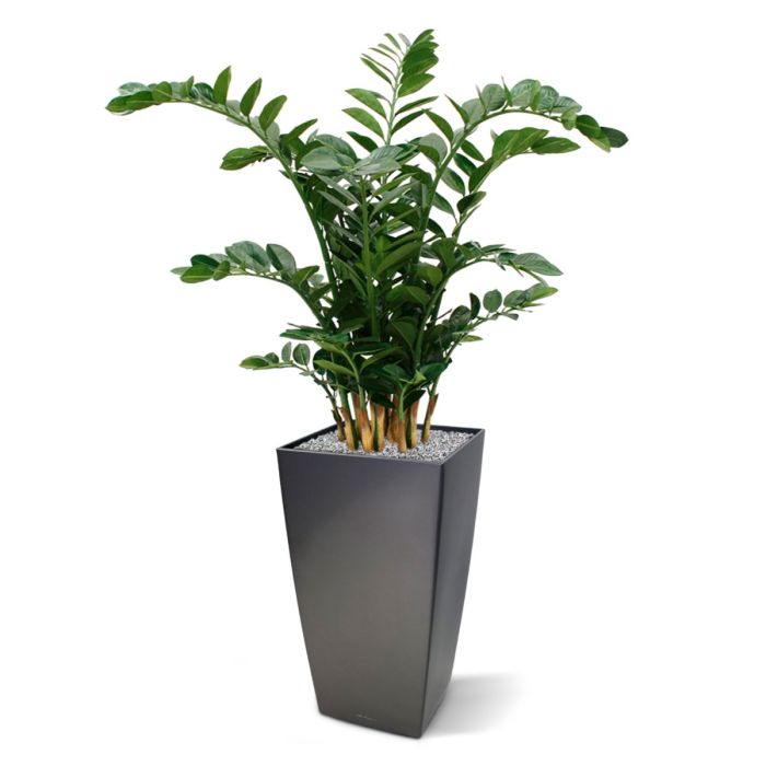 Zamioculcas XL kunstplant 120cm